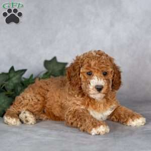 Eva, Miniature Poodle Puppy